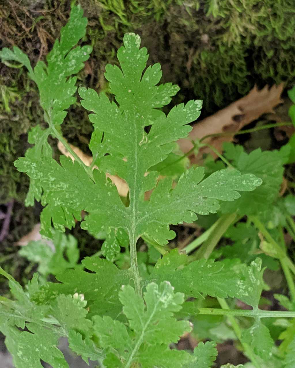 Tanacetum parthenium